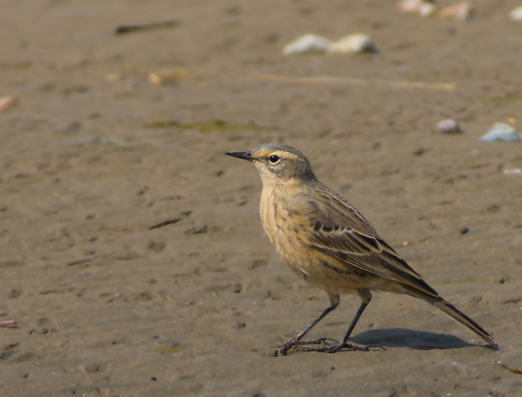 Red-throated Pipit — Ana fotoğraf